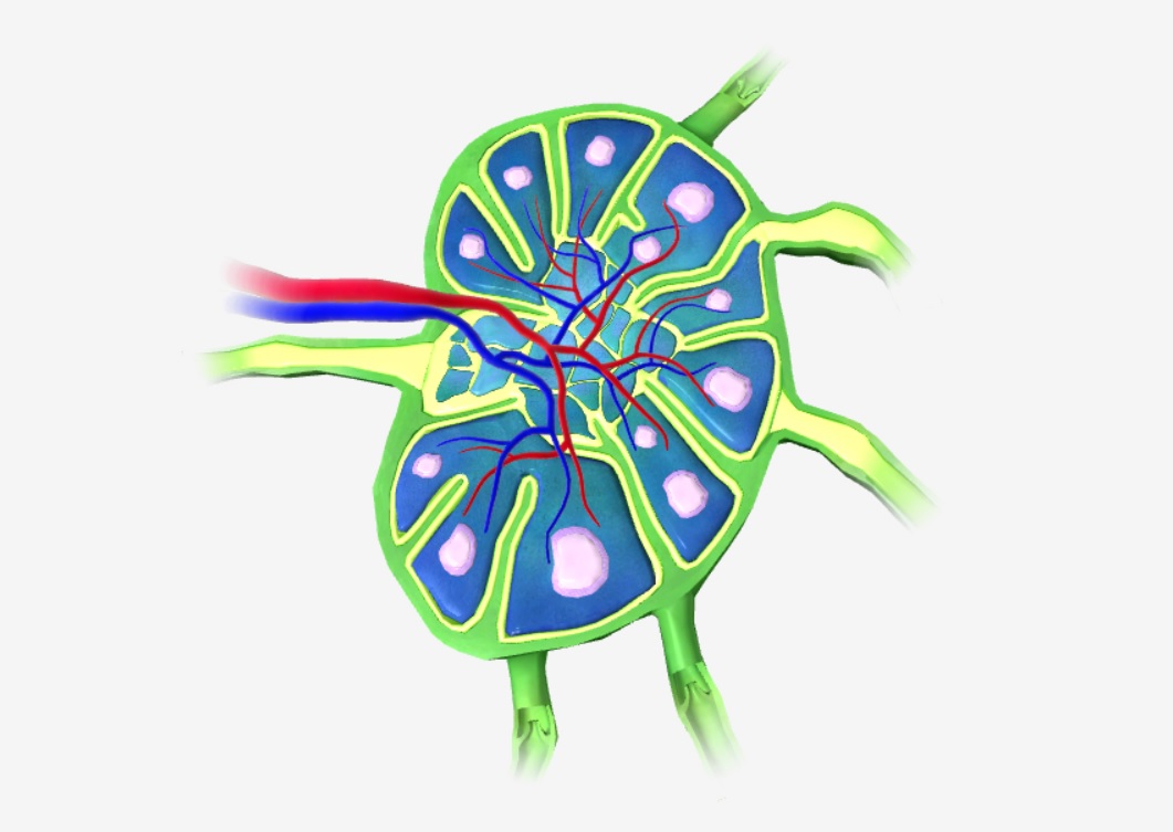 Lymph Node Cross Section Home