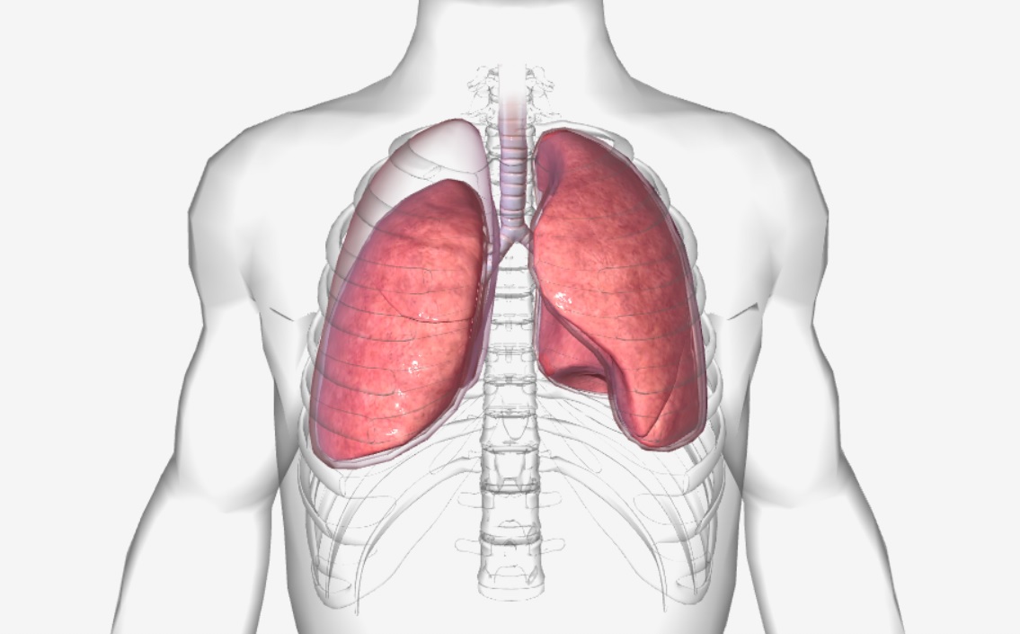 Pneumothorax – e-CADAVIZ