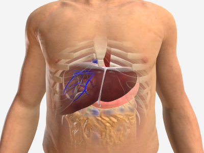 Hepatectomy