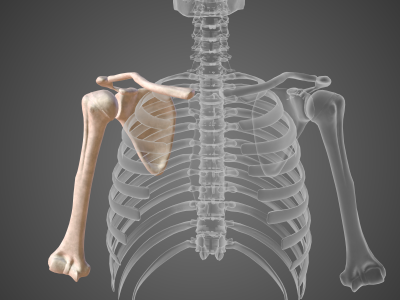 Shoulder Bones