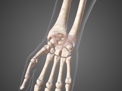 Wrist and Hand Joints